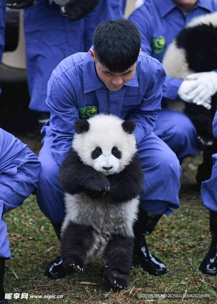 工作人员与可爱熊猫互动