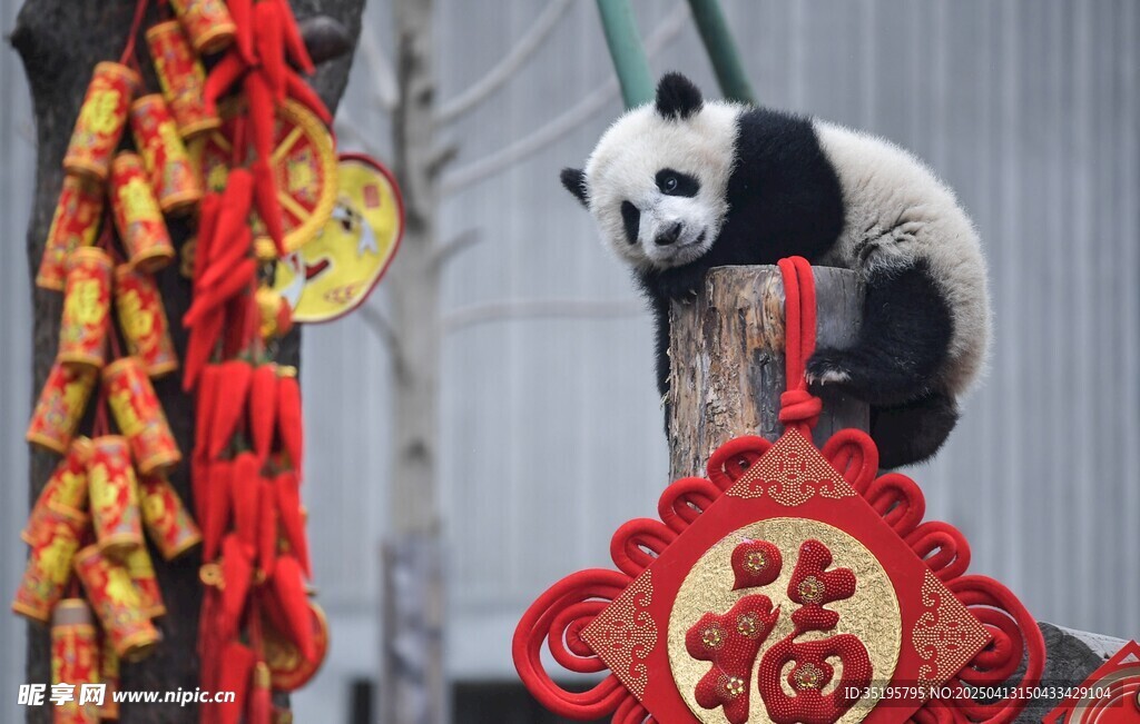 熊猫攀福饰 喜庆中国风