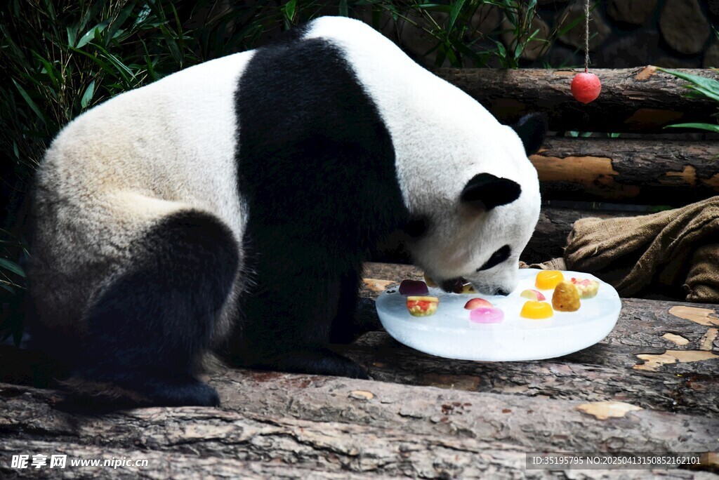 熊猫享用彩色食物大餐