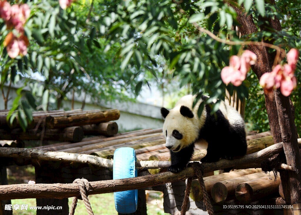 熊猫于繁花绿树间休憩