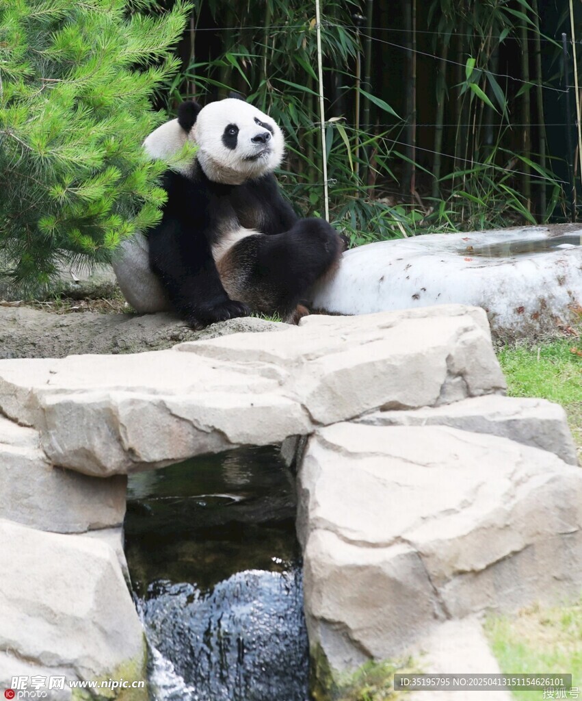 熊猫坐于石景处惬意模样