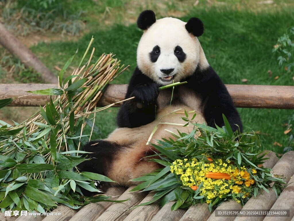 熊猫惬意享用新鲜竹子