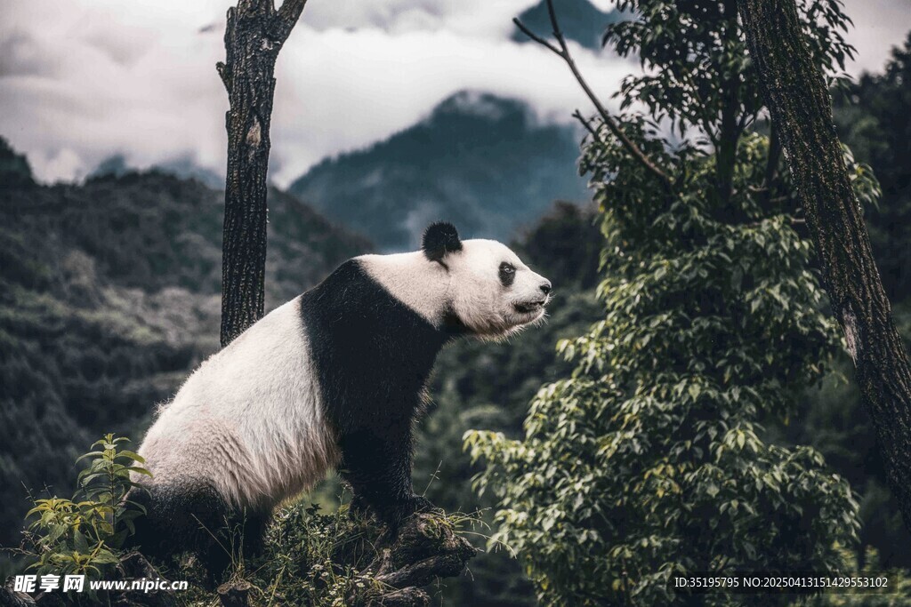 熊猫林间悠然享食竹子