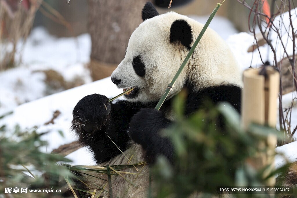 雪地中进食的可爱大熊猫