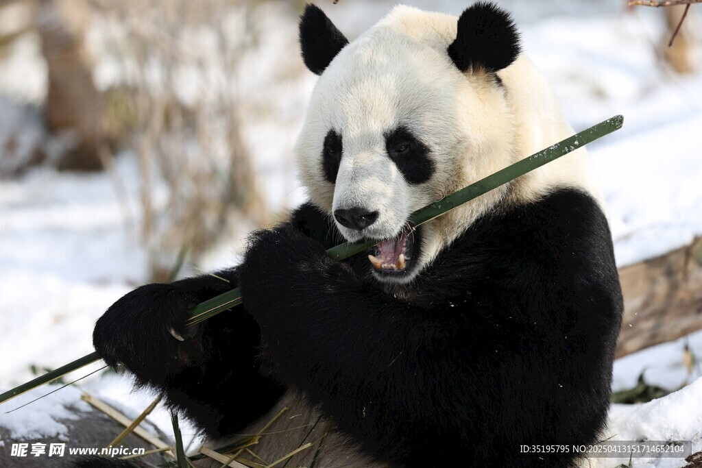 雪地中憨态可掬的大熊猫