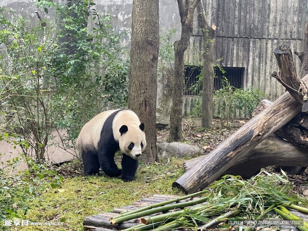 憨态可掬的大熊猫在竹林