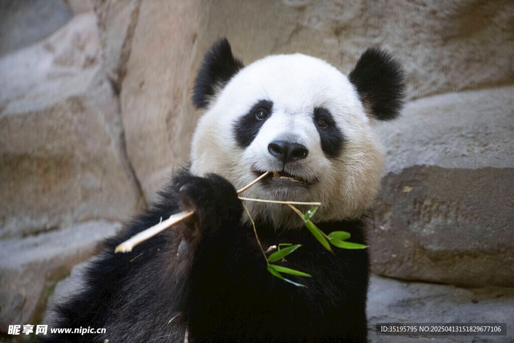 熊猫惬意进食新鲜竹子