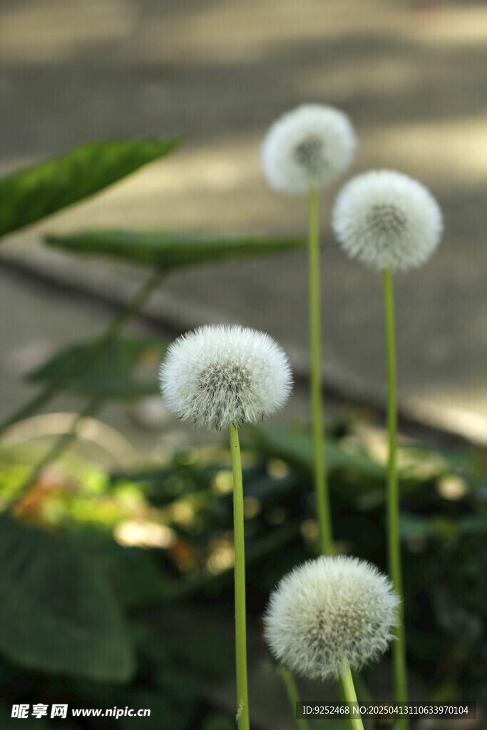 蒲公英绒球 