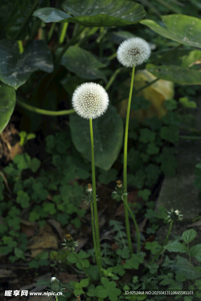 蒲公英绒球 