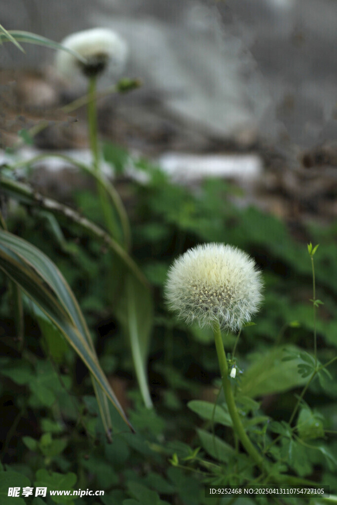 蒲公英绒球 