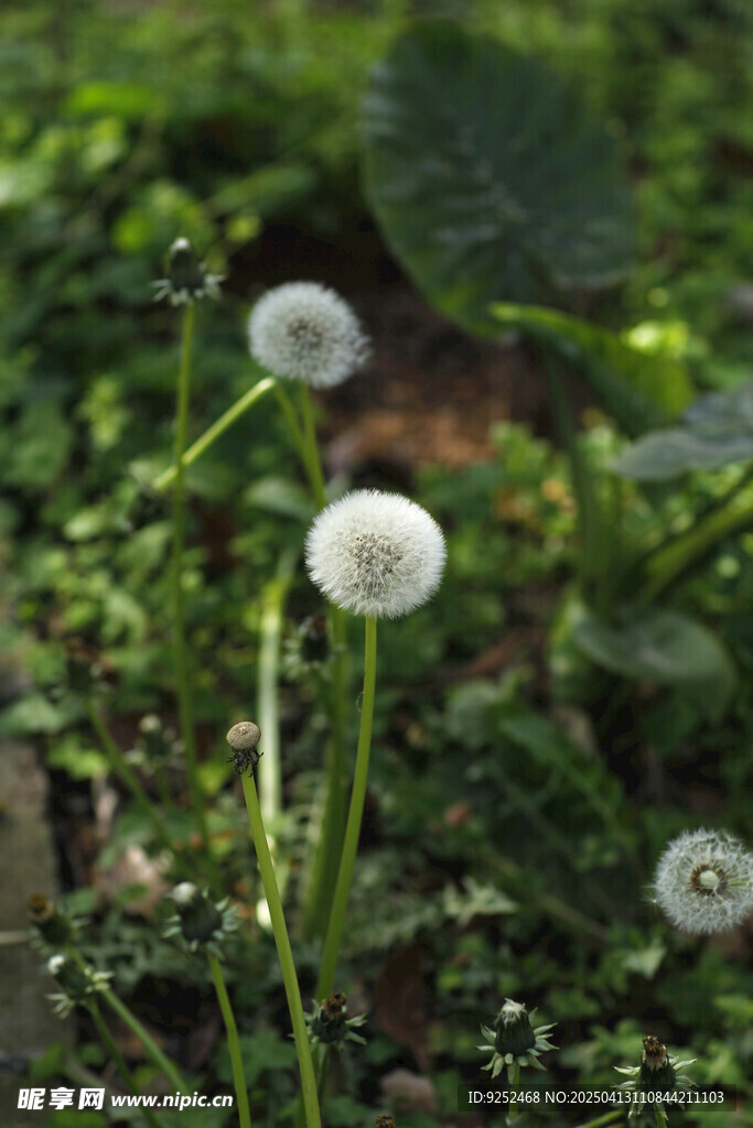 蒲公英毛球 