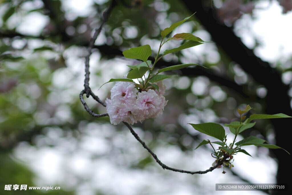 樱花树 