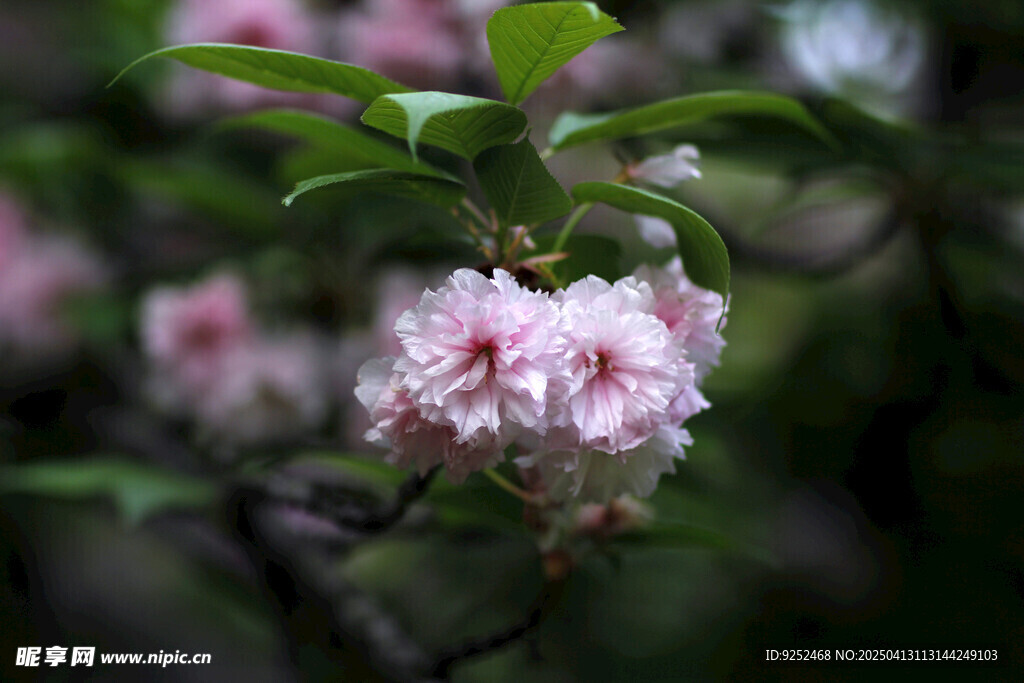 樱花 