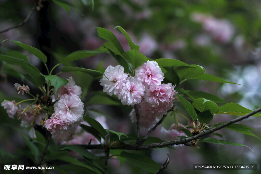 樱花树 