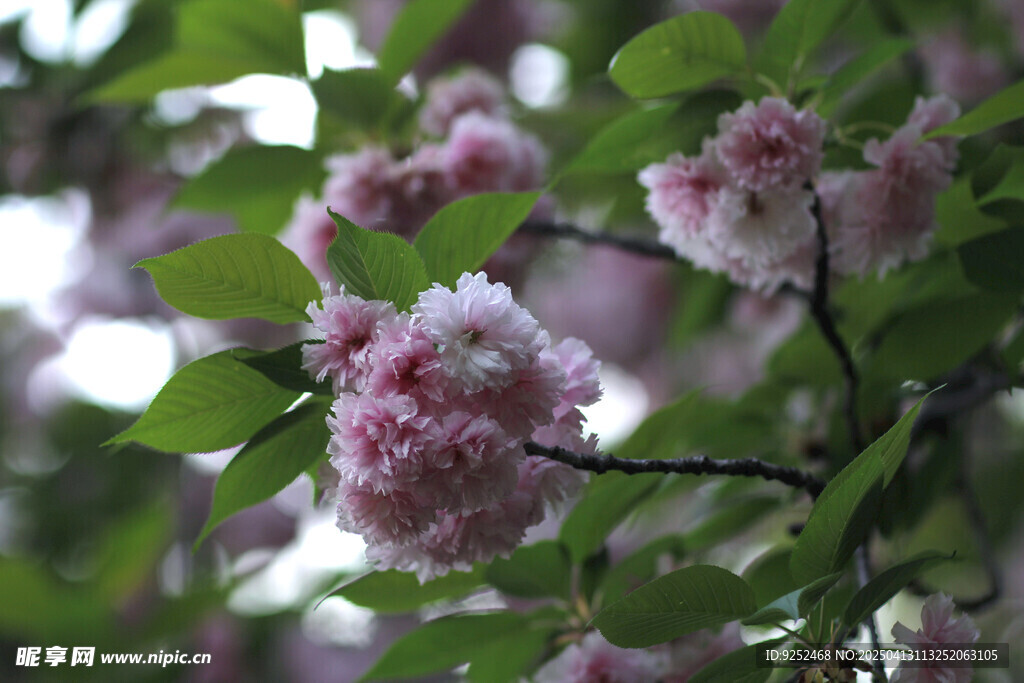 粉樱花 