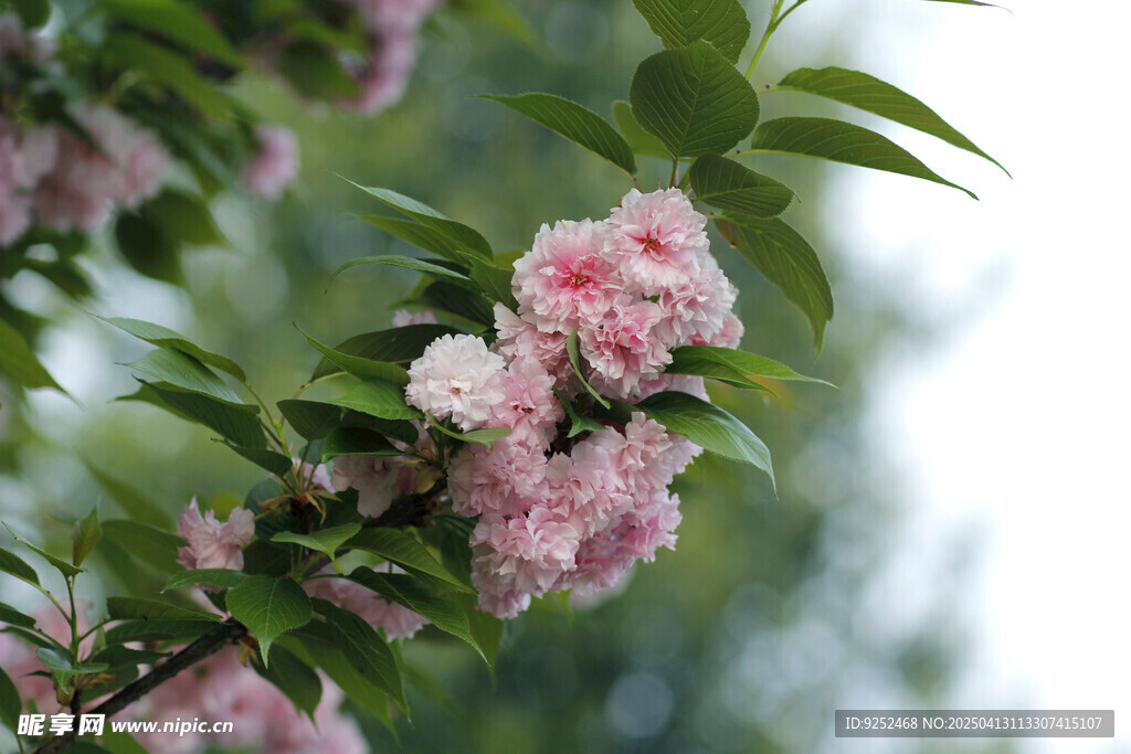 樱花 