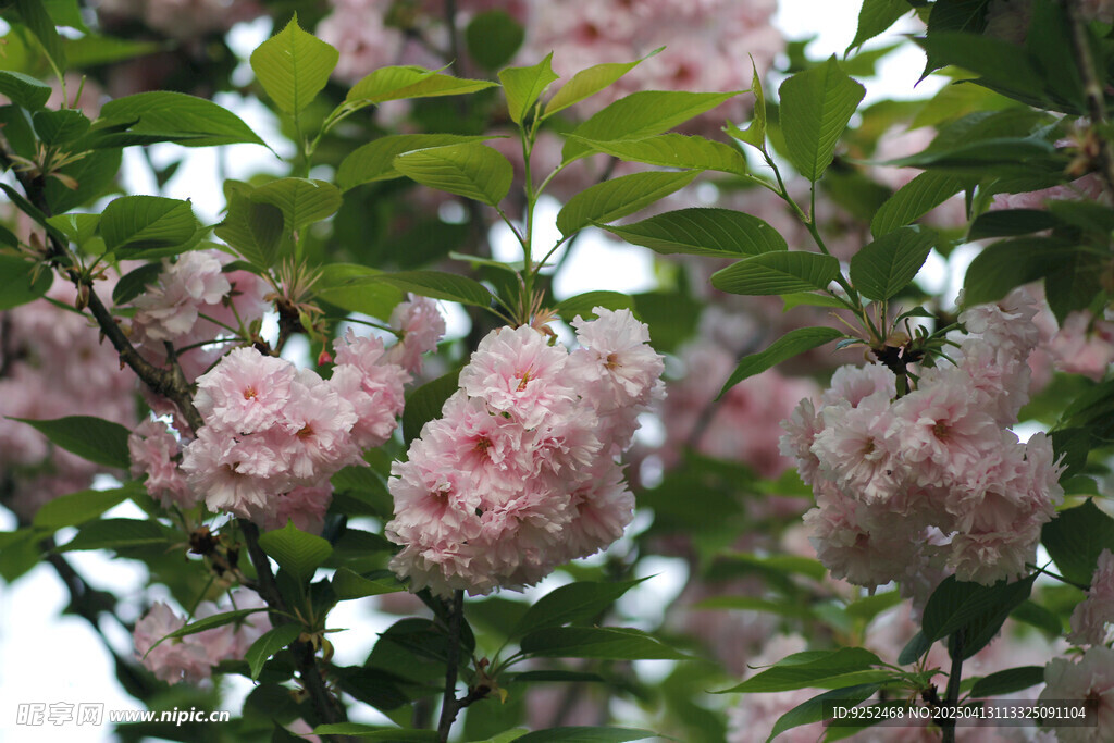 观赏樱花
