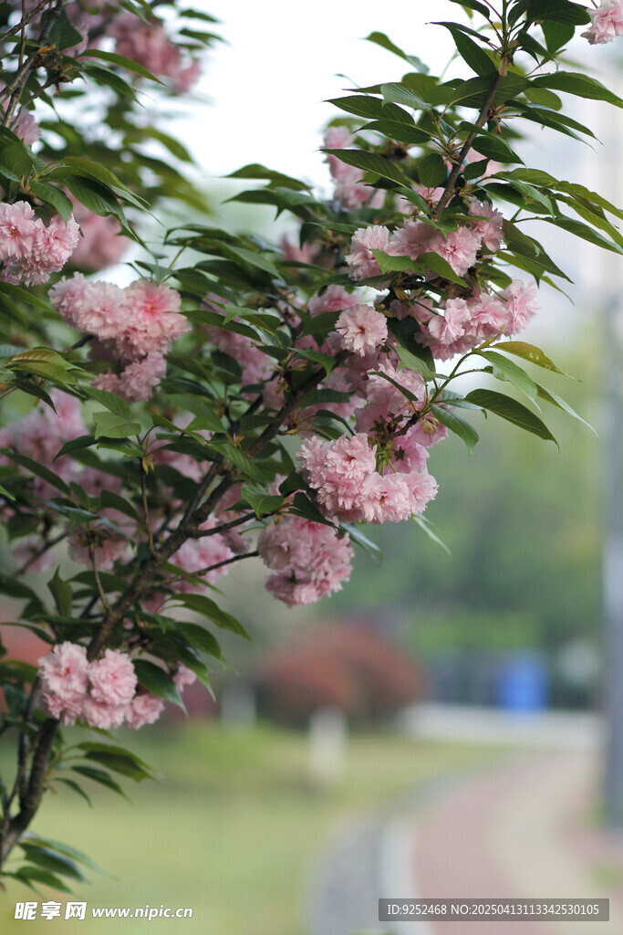 樱花公园 