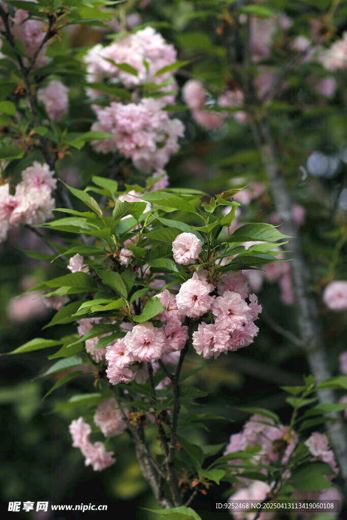 樱花树 