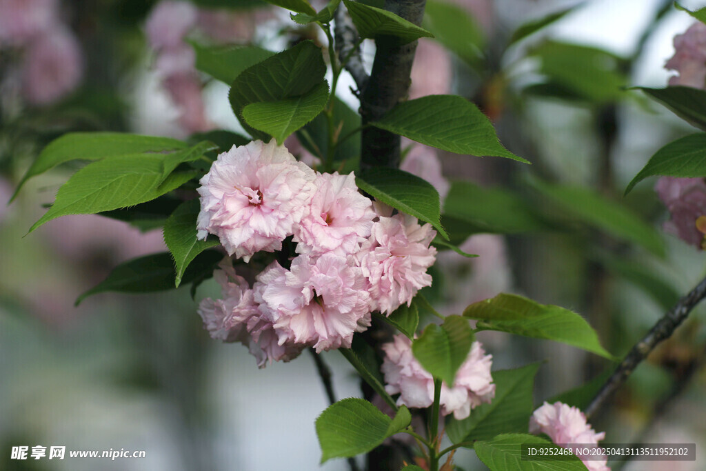 樱花树 