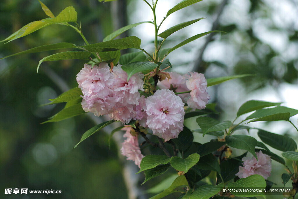 粉樱花 