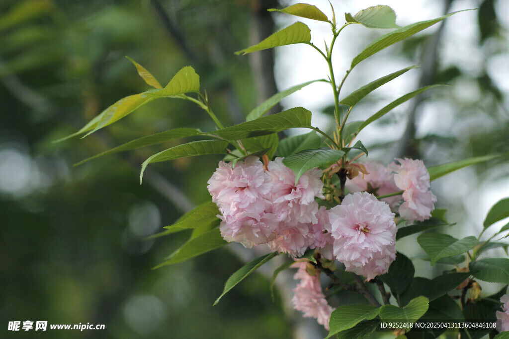 樱花 