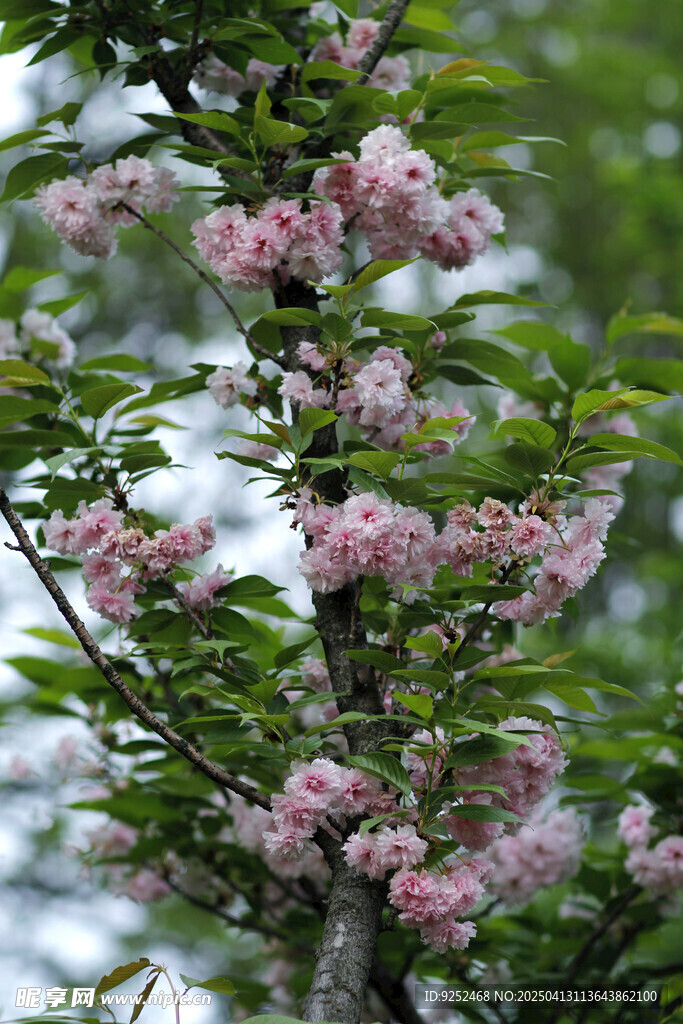 樱花树 