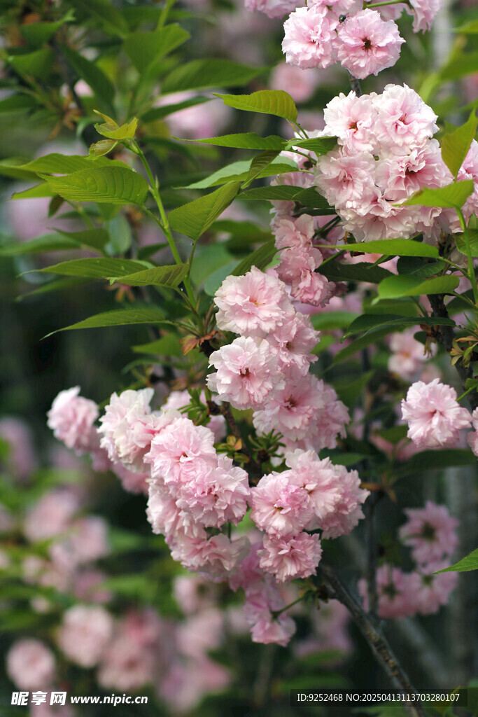 樱花