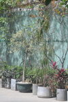 庭院绿植盆栽景致