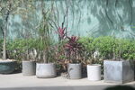 户外盆栽植物展示
