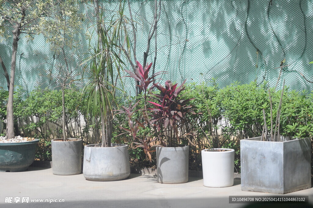 户外盆栽植物展示