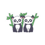 小熊猫