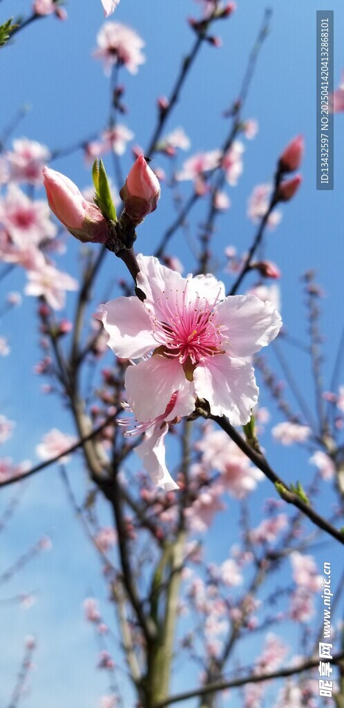 粉色大桃花