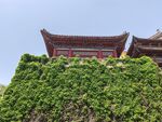 城墙绿植