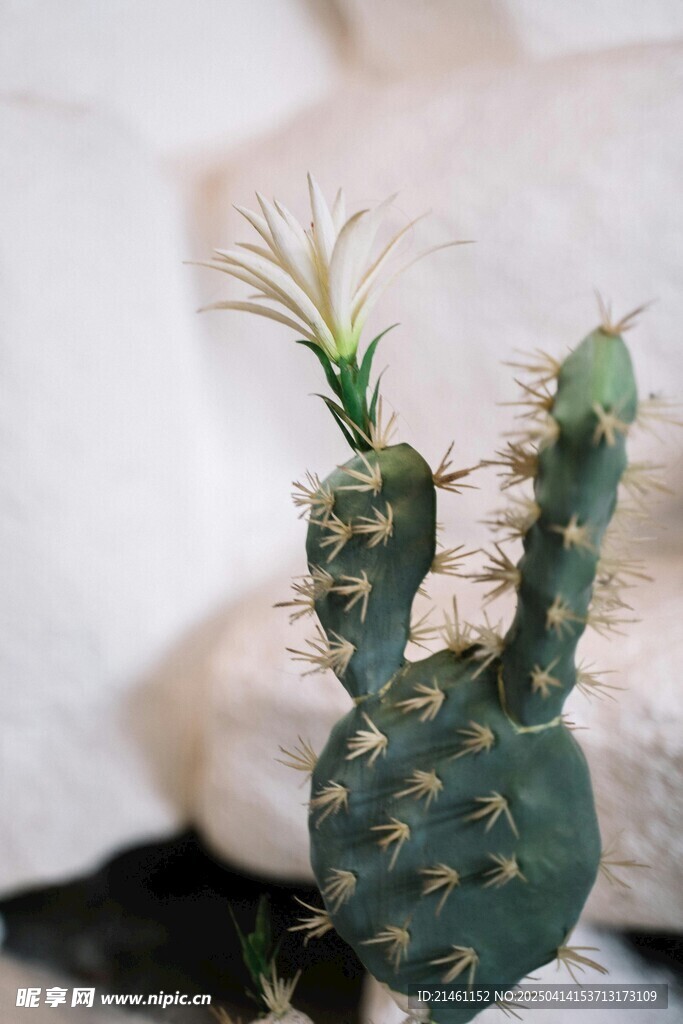 仙人掌