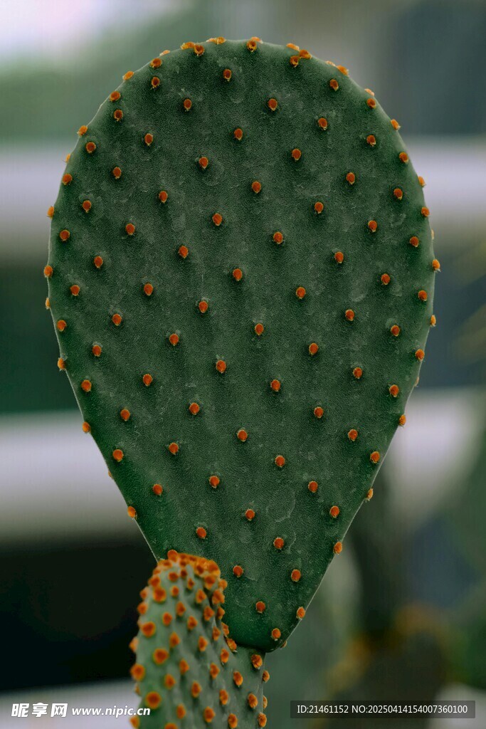 仙人掌