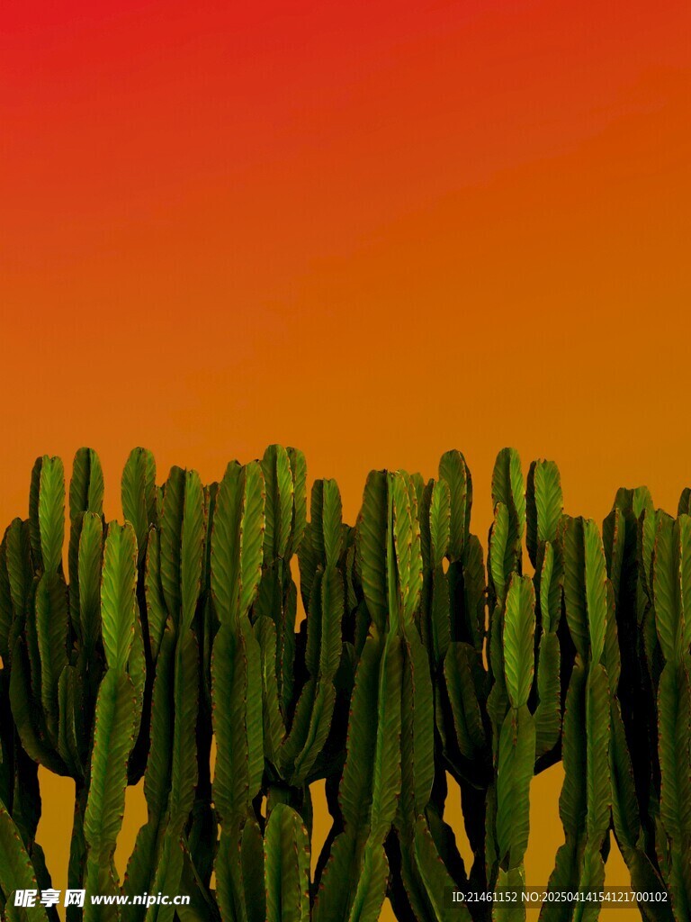 仙人掌