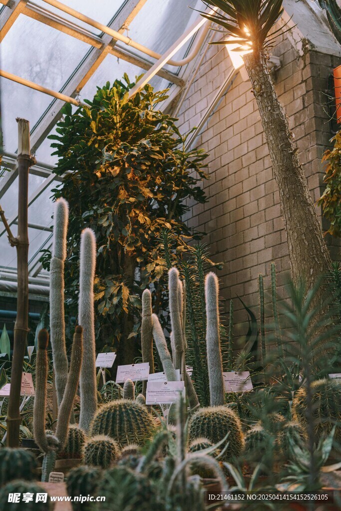 仙人掌