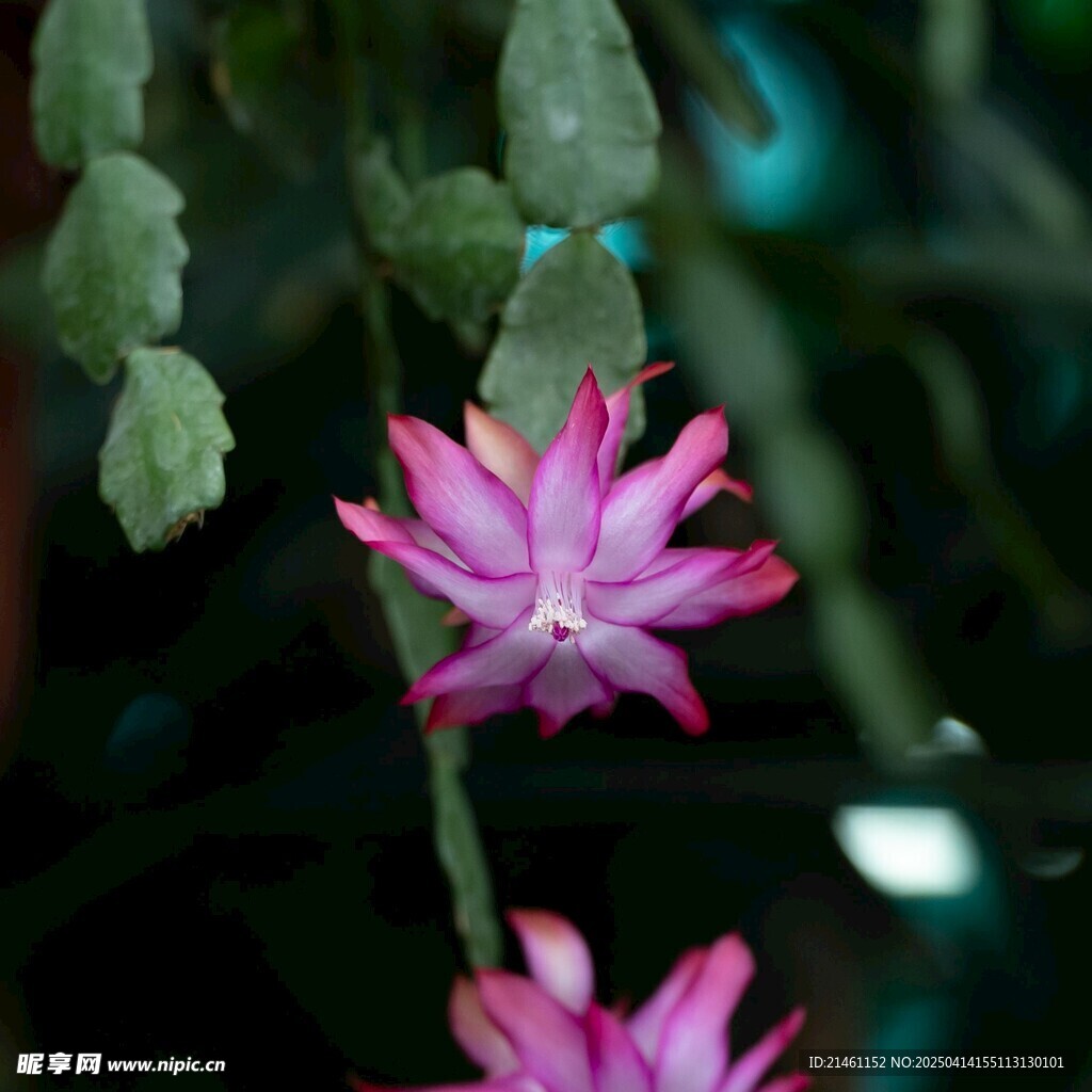 盆栽绿植
