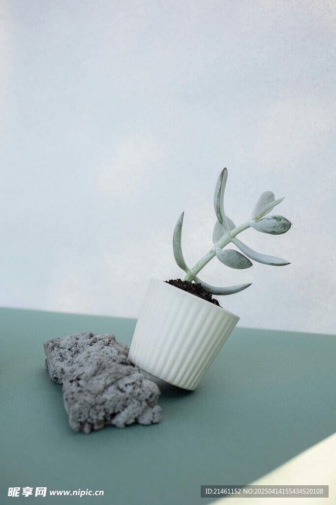 多肉植物