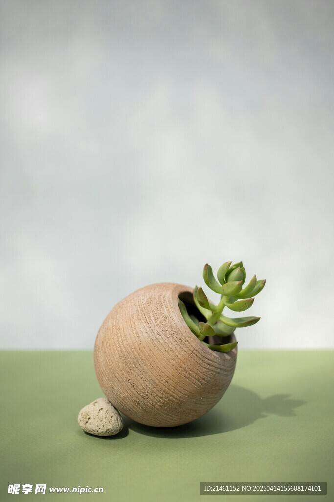 多肉植物