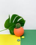 盆栽绿植