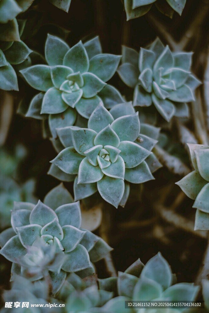 多肉植物