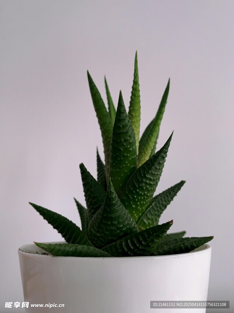 多肉植物