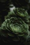 多肉植物