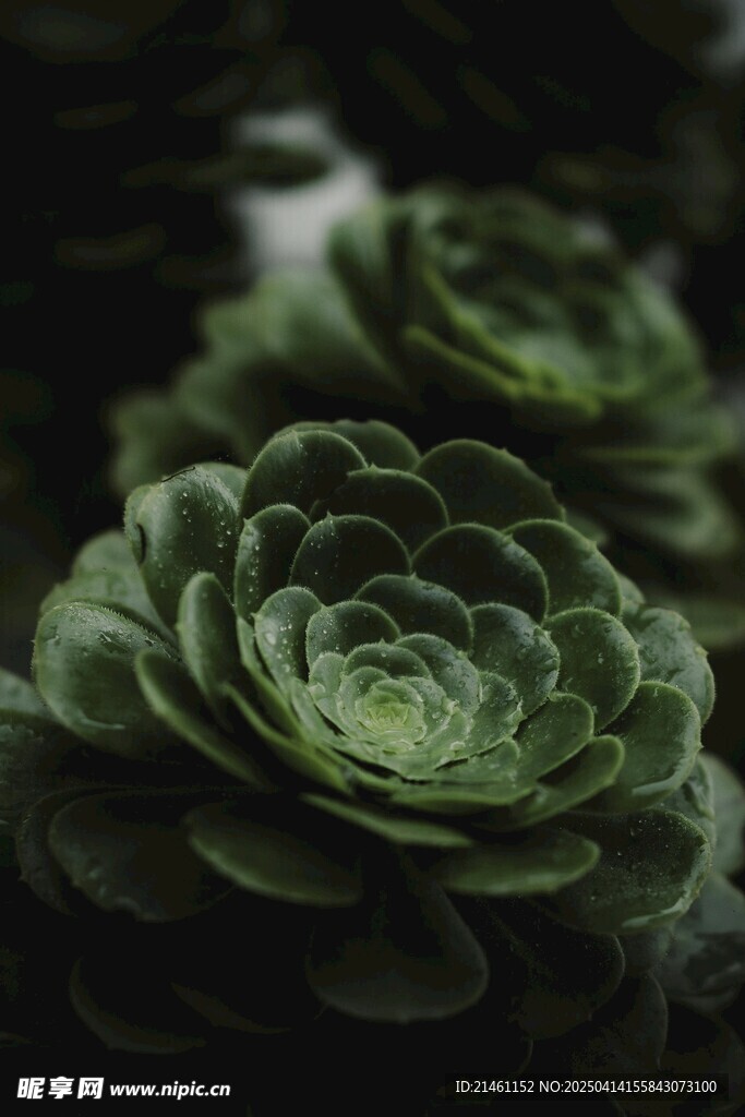 多肉植物