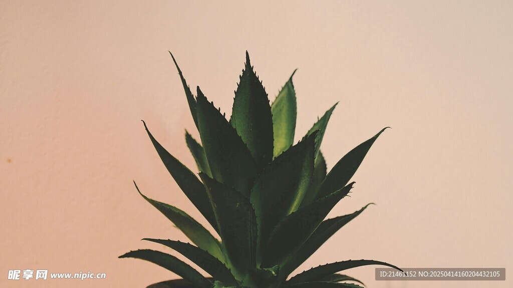 盆栽绿植
