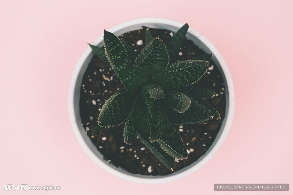 多肉植物