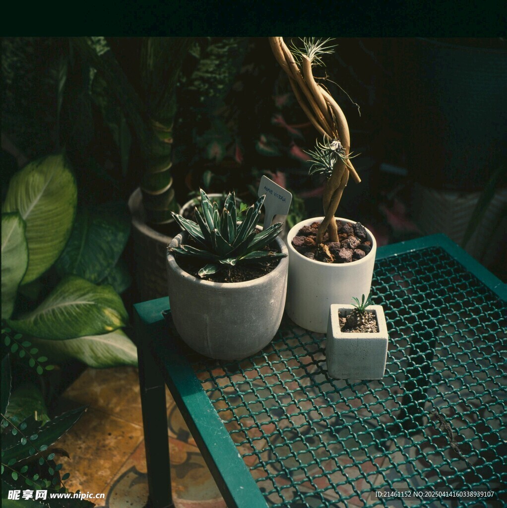 盆栽绿植