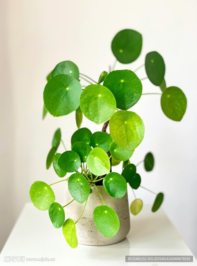 盆栽绿植